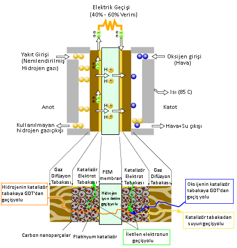 Şekil 2.1 PEM yakıt hücresi çalışması ve membran detayları Temel olarak bir yakıt pili; anot, katot ve elektrolit kısımlarından oluşur.