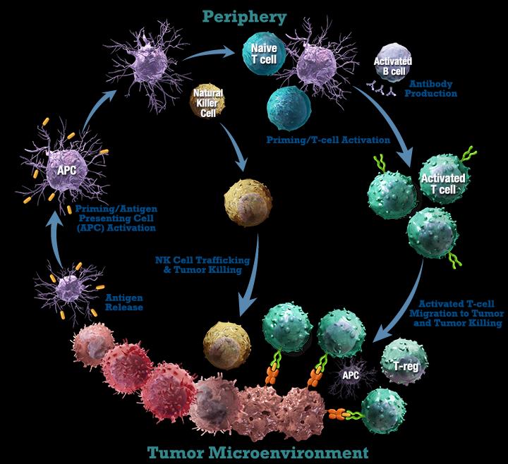 hücresinin tümöre göçü ve tümörün katli Düzenleyici T hücresi Tümör Mikro çevresi Janeway CA, et al. Immunobiology: The Immune System in Health and Disease. 6th ed.