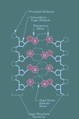 Milyonlarca atom birleģerek DNA yı