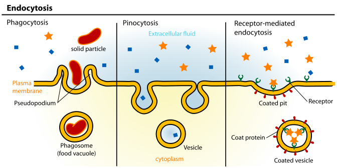 Endositoz Fagositoz, pinositoz ve reseptörün aracılık ettiği (reseptör