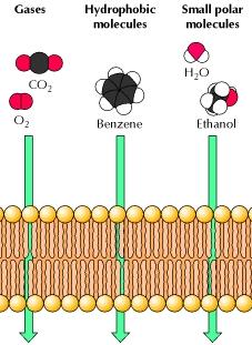 dioksit, gliserol, etil alkol, üre ve amonyak gibi az polarite gösteren