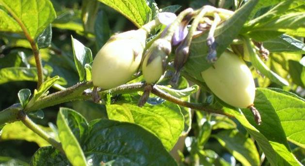 Yabani türler: Solanum incanum Solanum