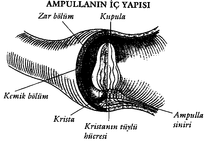 Şekil 1. Ampullanın iç yapısı (4) Utrikül; makula adı verilen otolitik bir end-organa sahiptir. Makula, horizontal planda utrikülün tabanında yer alır.