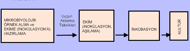 Sıvı kültür: Sıvı besiyerlerinde oluģturulan kültürdür. Katı kültür: Agar içeren katı besiyerlerinde oluģturulan kültürdür.