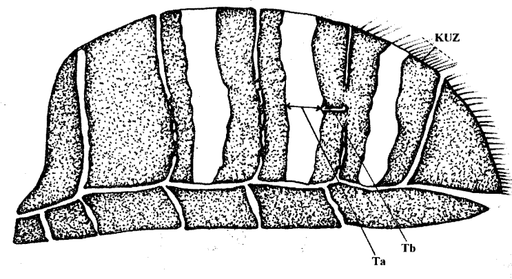 3.2.2.2 Kıl uzunluğu Kıl uzunluğu, şekil 3.8 de görüldüğü gibi lateral konumda ve parçalanmamış işçi arı abdomeninde 5.