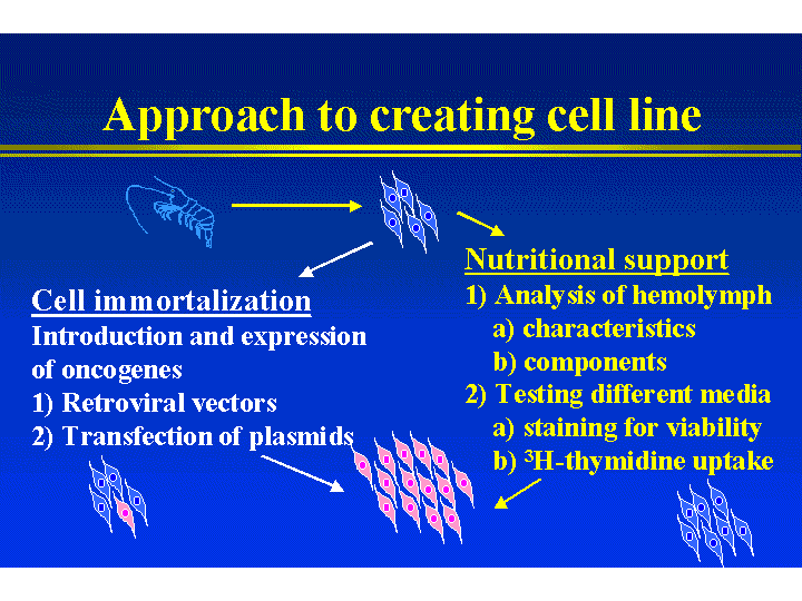 üretilebilirler (neoplastic) Sıklıkla tutunmaya bağımlılık kaybolur Kültürleri kolaydır. Büyüme ortamı Șeker Su Amino Asitler Tuzlar Glikoz konsantrasyonu 5-10 mm arasındadır.