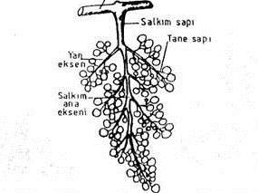 Çiçek salkımları; Çiçek salkımları yaz sürgünü üzerinde bulundukları yer ve kökenleri bakımından sülüklere homologdurlar. Salkımın ana ekseni salkım ana dalı olarak isimlendirilmektedir.