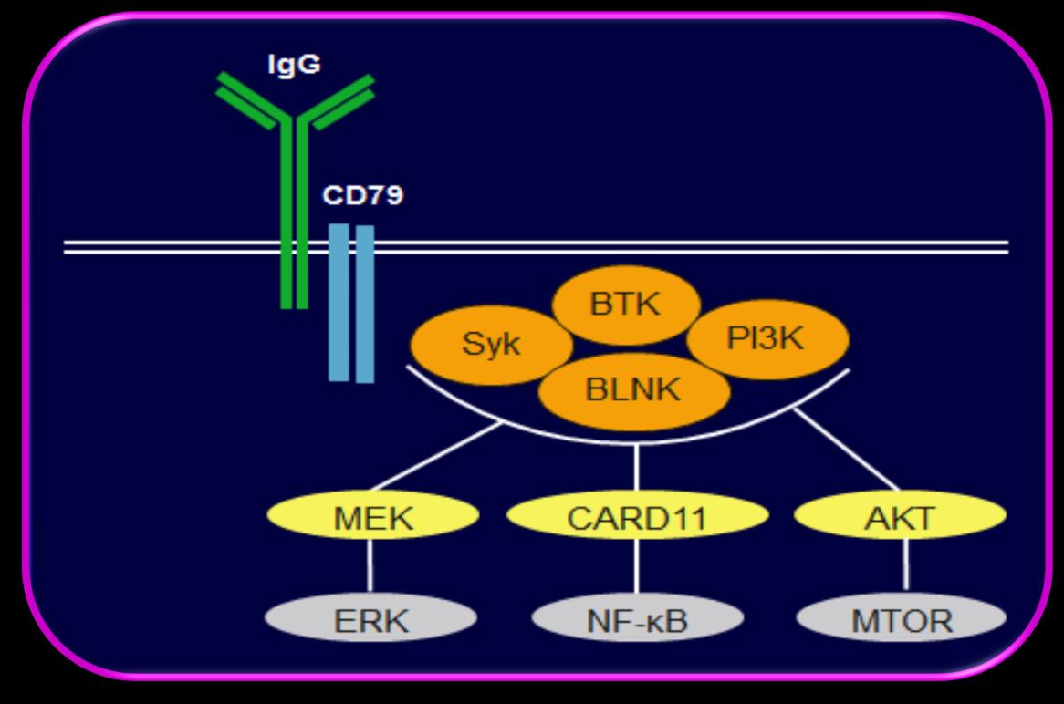 Hücre İçi Sinyal Yolları Blokürleri AKT inhibitörleri Perifosine BDK inhibitörleri Ibritunib mtor