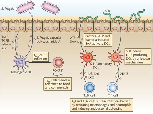 CD103+DH ler Timik Stromal Lenfopoetein (TSPL) } Transforming Büyüme Faktörü (TGF ) Tolorejenik Retinoik asit B.