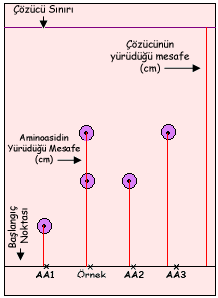 Size verilen 5cm x 8cm boyutundaki Whatman No:1 Kromatografi kağıdının kısa kenarından 1.