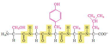 Peptidler N-terminali (peptid zincirindeki serbest amino grubu) solda, C-terminali (peptid zincirindeki serbest karboksil grubu) sağda kalacak şekilde yazılırlar ve bu şekilde isimlendirilirler.