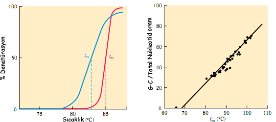 DNA erimesi sıcaklık 90-100 C nin üzerine çıkılmadığı sürece geri dönüşümlüdür.