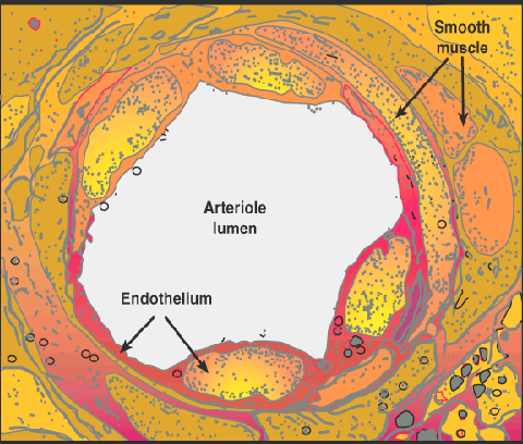 Endotel: En büyük endokrin organ 1