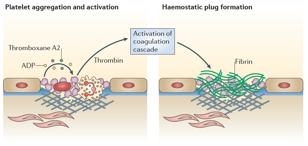 Trombosit agregasyonu ve aktivasyonu Hemostatik
