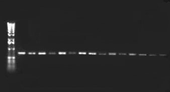 4. BULGULAR ve TARTIŞMA M 1 2 3 4 5 6 7 8 9 10 11 12 13 14 15 1018bp 517bp NRPS Şekil 4.24. PCR sonucu elde edilen pütatif NRPS A domainlerinin saflaştırıldıktan sonra agaroz jeldeki görüntüleri. 1. Streptomyces sp.