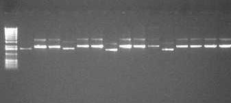 İsmail ACER Streptomyces sp.