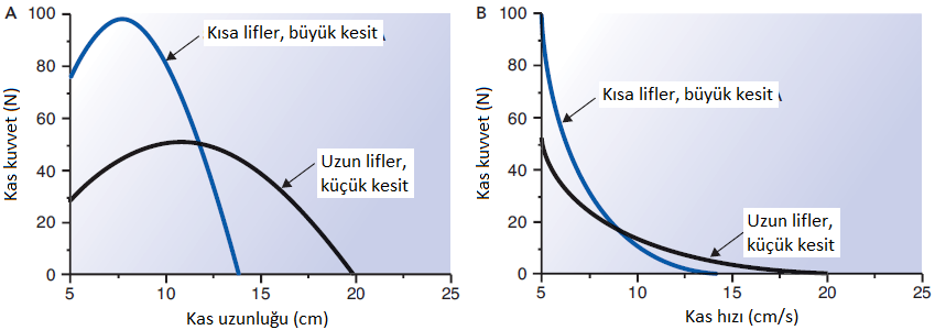 Seri olanlarda ne kadar çok sarkomer bulunursa miyolifçiklerin boyu o kadar uzun olur; paralel olanlarda ne kadar çok sarkomer bulunursa miyolifçiklerin kesit alanı o kadar büyük olur.