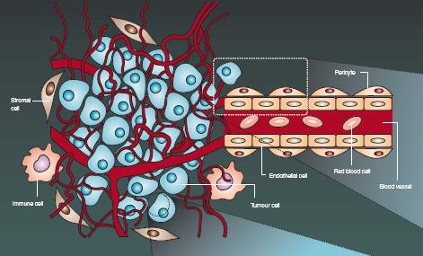 epitelyal hücreler ve gelişen tümör damar ağını