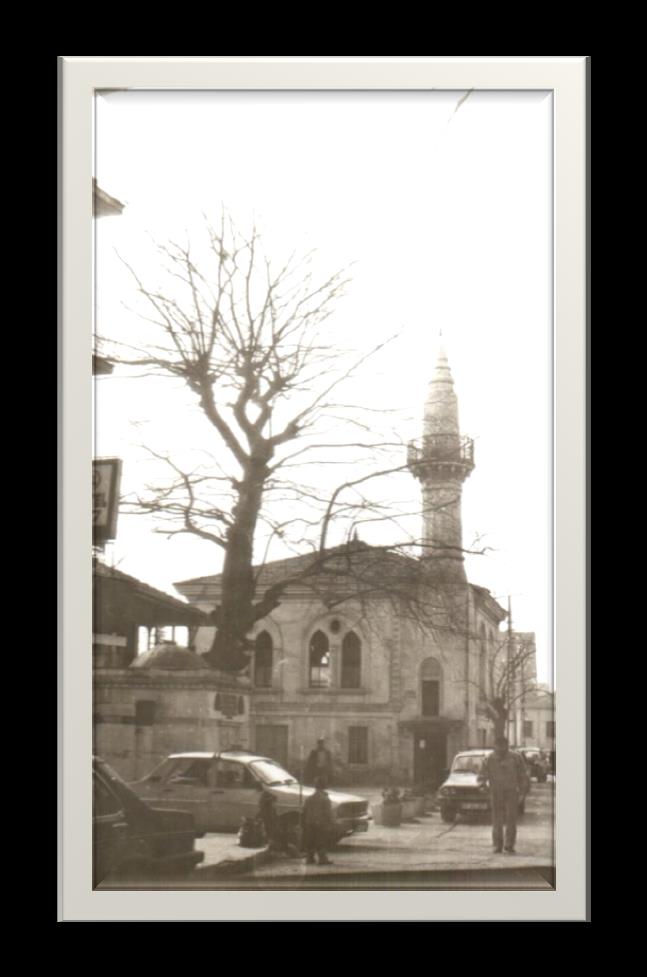 2011 tarih ve 2960 sayılı kararı ile anıt ağaç olarak Sinop ili, Merkez İlçe, Kozcuğaz Köyü Çalı Mahallesi nde