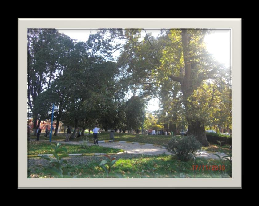 Ordu ili, Perşembe ilçesi, Gündoğdu köyü, Hanehavlisi Mahallesi 119 ada 1 parselde kayıtlı meşe ağacı Samsun Kültür ve Tabiat Varlıklarını Koruma Bölge Kurulu nun 17.05.