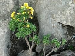 LEGUMINOSAE Genista tinctoria L. LEGUMINOSAE Lathyrus laiflorus subsp. (Desf.