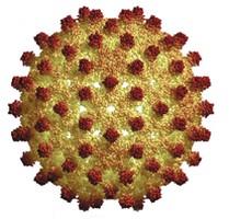 HBV, Tedavi Endikasyonları Karaciğer fibrozu F2-F4 olan bireylere HBVDNA <2000 IU/mL Karaciğer enzimleri normal olsa bile KHB tedavisi