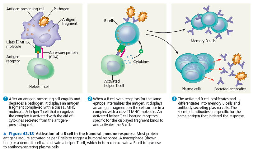 Humoral bağışıklık cevabı (Vücut sıvıları ile bağışıklık) antibodiler yardımıyla antijenleri elemine