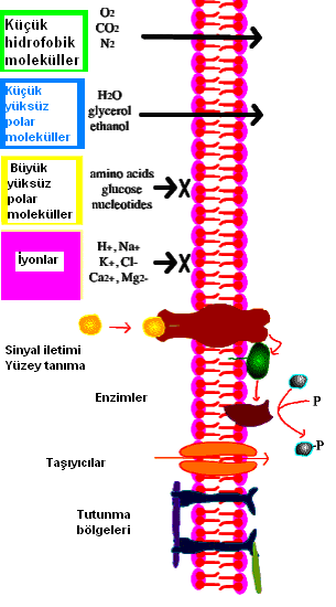 Hücre zarında taşınma İlkeleri Büyüklük Konsantrasyon