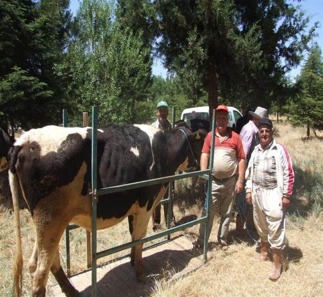 2011 yılında düve satışı yaptığımız kooperatifler; S.S Hacılar köyü sulama koop. 300 baş S:S Yakalar köyü sulama koop. 120 baş Yusufça Kasabası Tar.kalk.Koop.