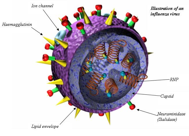 - UYGULAMALAR İlaç Tasarımı: Grip H1N1: İspanyol Gribi - 1918, Domuz Gribi - 2009 H2N2: Asya Gribi - 1957 H3N2: Hong Kong Gribi - 1968 H5N1: Kuş Gribi - 2004 H1N2: İnsan, kuş ve