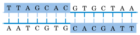 DNA