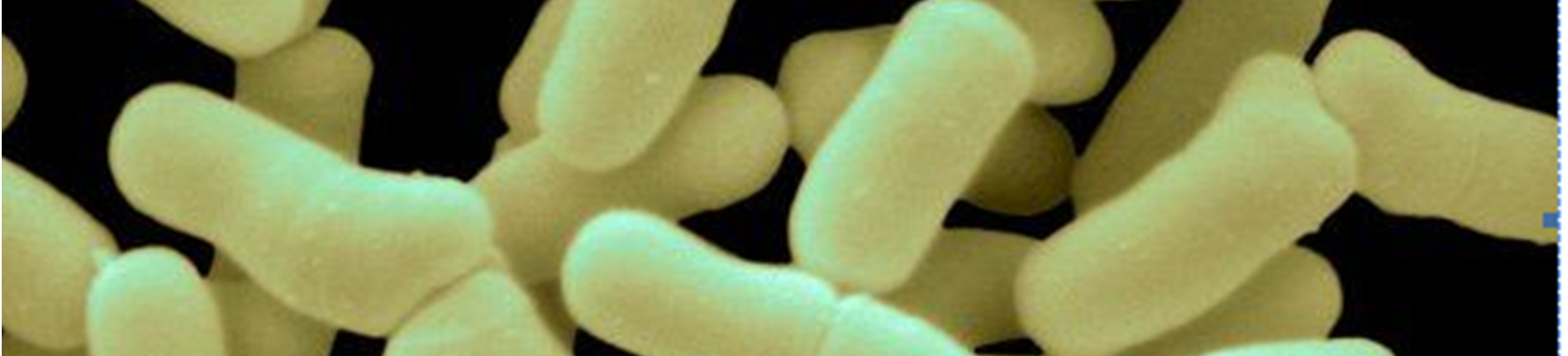 23 Bifidobacterium cinsi bakteriler asidofiliktir. Düşük ph da daha iyi ürerler. Fakat ısıya dayanıksızdır. 60 C de 5 dakikada ölürler.