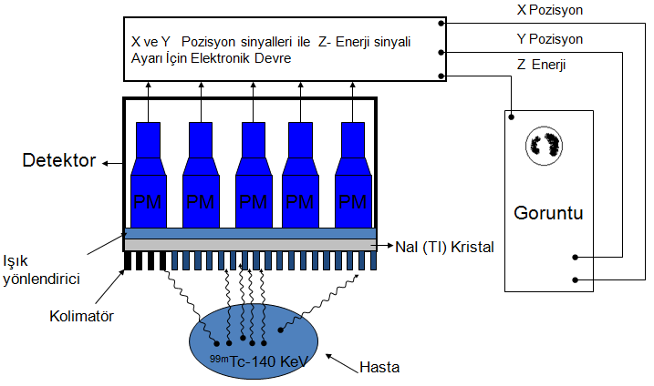 Gama Kamerada Görüntüleme Prensibi Hastadan yayınlana gama fotonları