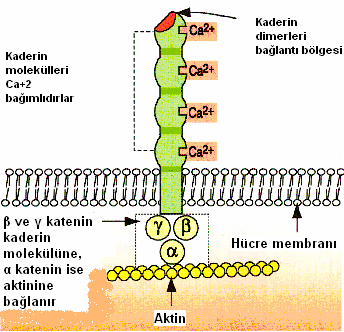 Şekil 3. β katenin molekülünün adezyon bağlantılarındaki rolü (17). 4.1.2. β Katenin ve Wnt Haberleşme Sistemi β katenin wnt haberleşme sisteminde önemli bir yere sahiptir (26,27).