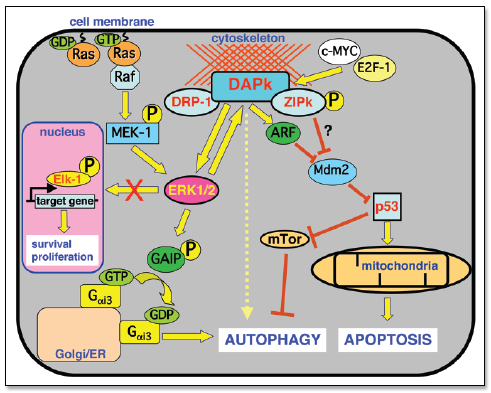 DAPk, tümör bağlantılı yolaklar ve