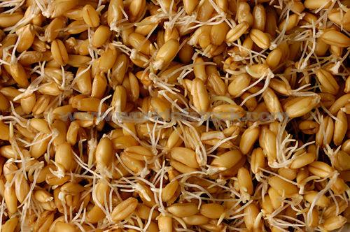 ÇİMLENDİRME (SPROUTED GRAIN) Tane yemlerin toprak yerine