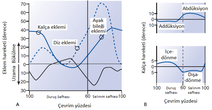 Bunun nedeni, topuk vurma safhası için bağların öne doğru hareket etmesidir. Duruş safhasının başlangıcında vücut öne doğru hareket ederken eklem uzama hareketi yapar.