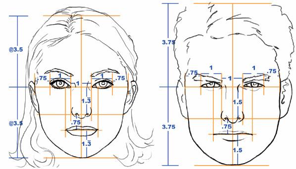 İnsan yüzünde yer alan bazı altın oranlar şöyledir [13]: Yüzün boyu / Yüzün genişliği, Dudak-kaşların birleşim yeri arası / Burun boyu, Yüzün boyu / Çene ucu-kaşların birleşim yeri arası, Ağız boyu /
