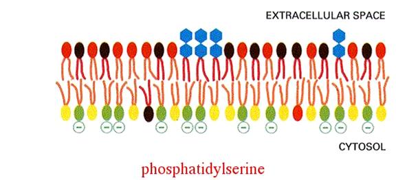 Apoptotik hücrenin tanınması ve fagositozu Annexin-5 Proapoptotik sinyal Plazma membran