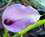 Fotoğraf 1.2: Gelin çiçeği zantedeschia Zantedeschia ismi İtalyan botanist (bitki bilimci) Giovanni Zantedeschi a takdir amaçlı verilmiştir.