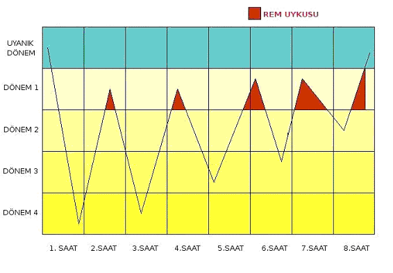 Şekil 5.2: Uyku döngüsü Rüya, beynin bilinçli tepkilerde bulunmaması, dış dünyaya kapanarak bilinçli olmadan imgeler kullanarak faaliyetini sürdürmesidir.