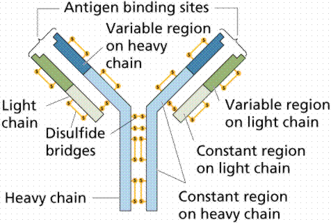 Antikorlar Antikorlar Y şeklindedir ve ağır zincir ve hafif zincir olmak üzere 2 çift protein zincirinden oluşurlar.