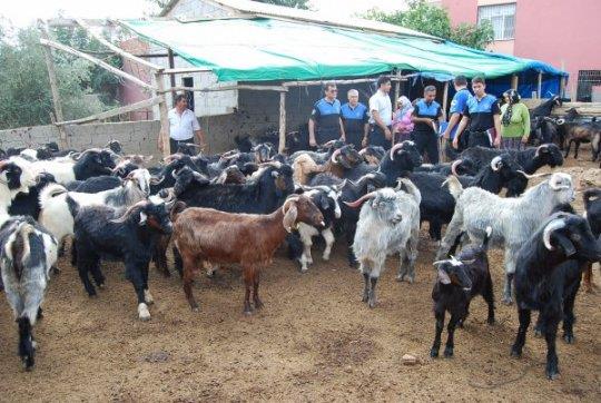 İşletme Merkezi Planlarının Geliştirilmesi Tarım işletmelerinde hayvan barınakları en önemli yapı gruplarındandır. Hayvan barınaklarının yanında silo ya da yem depoları olmalıdır.