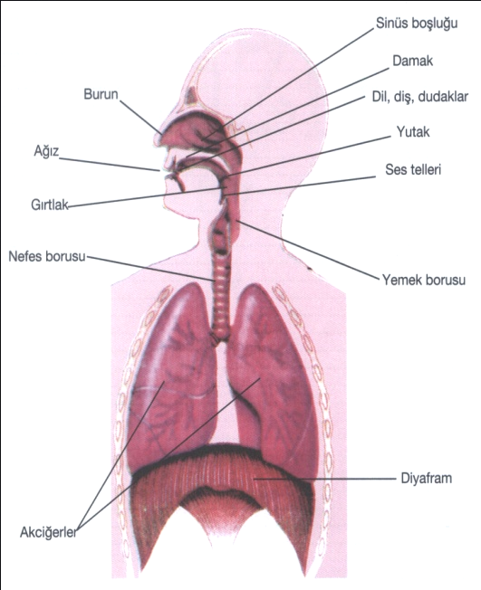 23 Şekil-7: Diyafram (Meb, 2009) Flüt çalmada alınan havayı rahat kullanmak için boğazın Aa ya da ho der gibi açık ve geniş olması, dudak ve boğazın üfleme sırasında kasılmaması, omuzların düşük ya