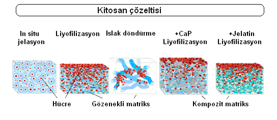 Çizelge 3.2 Kitosanın kimyasal ve biyolojik özellikleri Kimyasal özellikleri Katyonik bir poliamindir. ph<6.5 te yüksek yük yoğunluğuna sahiptir.