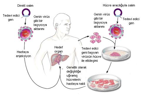 ekspresyonu olur, genin kodladığı protein (yani ilaç) üretilir ve genetik bozukluk nedeniyle üretilemeyen proteinin yerini alır. Şekil 3.