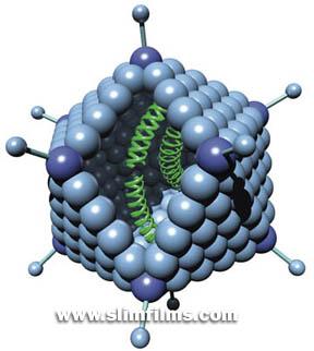 Şekil 3.14 Adenovirüslerin genel yapısı (http://www.slimfilms.com/medpage.htm) Adenovirüslerin hücreyi enfekte etmeleri oldukça kompleks bir mekanizmadır.
