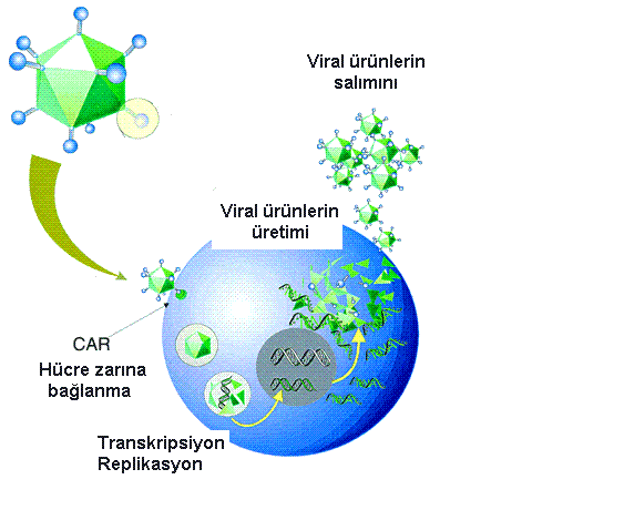 Endozom içerisindeki ph viral DNA nın sitoplazma içerisine dağılmasına yol açar.