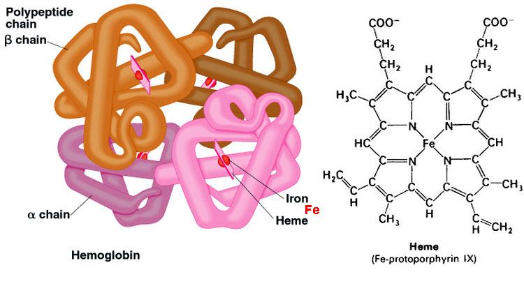 4: Eritrositin yapısı Eritrosit zarı, protein ve lipitlerden yapılmıģ özel yapıya sahiptir. Protein kısmı, su ve elektrolitleri geçirir.