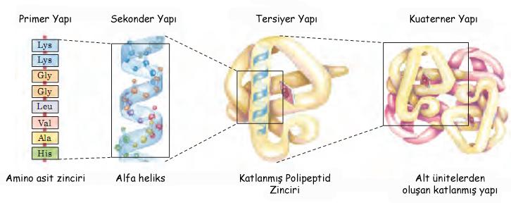 3- Serilglisiltirozilalanillösin pentapeptidi 100 den fazla aminoasit içeren polipeptidlere protein adı verilir.